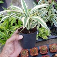 ราคา ไผ่กวนอิม กระถาง 3 นิ้ว (24240089168)