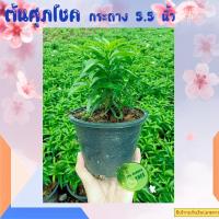 ราคา ต้นพุดศุภโชค ต้นศุภโชค ศุภโชค ไม้มงคลสีเขียว ไม้มงคล ไม้ประดับ ในกระถาง 5.5 นิ้ว (12310406817)