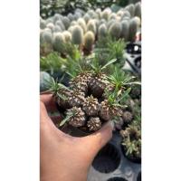 ราคา ต้นยูโฟเบีย️ ยูโฟเบียจาปอนิก้า(Euphorbia Japonica) ยูโฟเบียคนป่า #ยูโฟร์เบีย #Euphorbia (22855167617)
