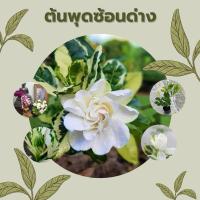 ราคา ต้นพุดซ้อนด่าง พุดซ้อนใบด่าง ไม้มงคล (สูง 15-20 ซม) - ChayTongAong (8963387118)