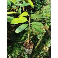 ราคา ต้นทุเรียนสายพันธุ์​แดงอินโด​ (5977048404)