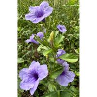 ราคา ฝักเมล็ดต้อยติ่ง 50 เมล็ด 1 แถม1/ ต้นต้อยติ่งไทยถอนพร้อมราก 100กรัม (24142720903)