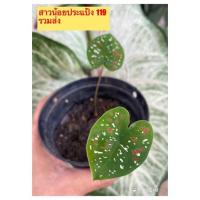 ราคา บอนสีสาวน้อยประแป้ง บอนสีลายสวย (15802307777)