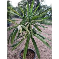 ราคา ต้นจั๋งด่าง เป็นไม้ประดับที่มีใบสวย เป็นไม้ฟอกอากาศ ดูดซับสารพิษและยังเป็นไม้มงคลช่วยเรียกทรัพย์ (7485642437)