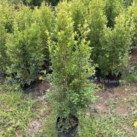 ราคา ต้นไทรชมพู่ ไทรออสเตรเลีย สูง100-130เซนติเมตร พร้อมปลูก ดูเเลง่าย ไม้ประดับทำรั้ว พุ้มสวย ขายราคาถูก (ส่งใหม่ฟรี หากสินค (5862266066)