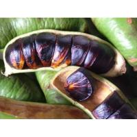 ราคา ลูกเนียงนกสดๆจากต้นแก่ๆดี (5683003312)