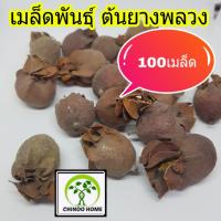 ราคา 100 เมล็ดพันธุ์ ต้นยางพลวง ไม้ป่าหายาก เป็นไม้ตะกูล ต้นยางนา (7756348266)