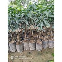 ราคา ต้นมะม่วงอกร่องทอง (เสียบยอด) (41968968226)