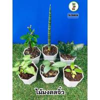 ราคา ไม้มงคลจิ๋ว กุมารเรียกทรัพย์ ว่านงาช้าง รวยไม่เลิก ต้นเงินไหลมา ร้านFai-Bonsaiไม้ประดับไม้มงคล (11201381241)