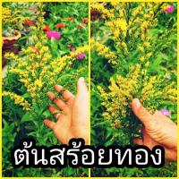 ราคา ต้นสร้อยทองสวยงามมากมีสีเหลืองคล้ายทอง(จัดเป็นเซ็ต50หน่อ/ออร์เดอร์) (18931078363)