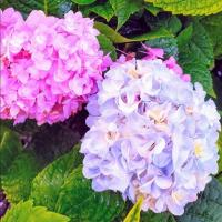 ราคา ต้นไฮเดรนเยีย กระถาง 8 นิ้ว ส่งแบบติดดอก (24426234076)