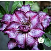 ราคา ต้นชวนชมดอกซ้อน ชวนชมดอกกุหลาบ ไม้มงคล ขนาดกระถาง 6 นิ้ว #014 Purple (25355568793)