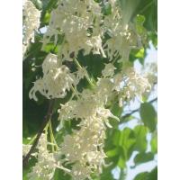 ราคา ต้นพยอม พยอม ไม้มงคล เพื่อความเจริญรุ่งเรือง ต้นไม้ ไม้ยืนต้น พันธุ์ไม้ ไม้มงคล สวนเขาหมาก ไม้ดอกสวย (8616468065)