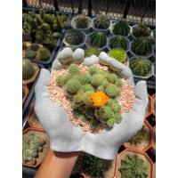 ราคา กระถางปูนเปลือย, กระถางแคสตัส, กระถางรูปมือ (12317517635)