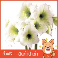 ราคา ว่านสี่ทิศเบบี้ดอล Baby Doll ดอกสีขาวอมชมพูน่ารัก (3107089963)