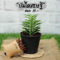 ราคา ต้นบันไดเศรษฐี บันไดสวรรค์ ต้นไม้มงคล ขนาดกระถาง 3 นิ้ว (4274757119)