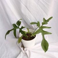 ราคา Philodendron Florida narrow ต้นก้ามกุ้งผอม (11419487831)