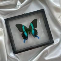 ราคา ผีเสื้อสต๊าฟ // Papilio Blumei (43104420722)