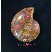 ราคา #Ammonite#แอมโมไนต์ #ฟอสซิล #ฟอสซิลหอยแอมโมไนต์ (15426125147)