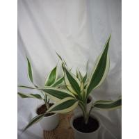 ราคา ไม้มงคล ไผ่กวนอิมสีด่าง (8091541675)