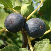 ราคา 1 ต้นมะเดื่อฝรั่ง พันธุ์ Sultane Figs กระถาง 6 นิ้ว ลำต้นสูง 30-40 ซม (17198035148)