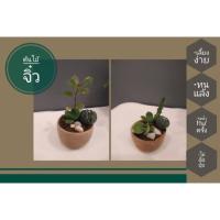 ราคา สวนจิ๋ว/ต้นไม้จิ๋ว/ต้นไม้มงคล (5138766548)