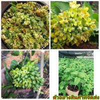 ราคา (4ต้น) (ขาย ต้นพันธุ์) ต้น ดอก ขจร ต้นขจร พันธุ์เกษตรดอกใหญ่ เบนซ์ (5662174852)