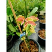 ราคา ไม้มงคล#:นกน้อยนำโชค (5771675377)