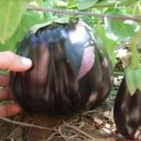 ราคา มะเขือม่วงยักษ์ อเมริกาถูกที่สุด10บ.มะเขือม่วงยักษ์ 20เมล็ดงอกไว ☘ผลใหญ่ 2-6ลูกโลทนต่อโรค (7078658344)