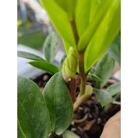 ราคา กวักมรกตด่าง​ กวักด่างฟอร์ม​กอ (22254621662)