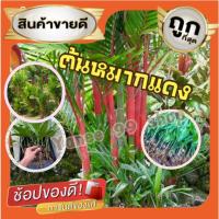 ราคา ต้นพันธุ์หมากแดง ต้นใหญ่ ไม้ริมรั้ว ใบมีสรรพคุณแก้ร้อนใน (สูง 60-80cm) ใบสด แก้เจ็บคอ ผลสุกรับประทานได้ (1ต้น) (20156984212)