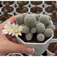 ราคา Rebutia รีบูเทีย 3“pot กระบองเพชร เเคคตัส (40459323748)