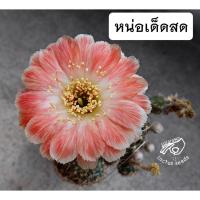ราคา โลบิเวีย Lobivia โลบีเวีย damask หน่อเด็ดสด หน่อ อิชินอป Echinopsis อิชินอปซิส กระบองเพชร แคคตัส สวน เมล็ดกระบองเพชร (9687277603)
