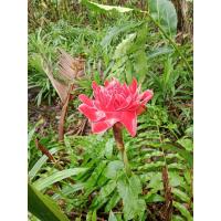 ราคา ดอกดาหลาสด ชุด5ดอก พร้อมส่ง ดอกดาหลาจริง ดอกดาหลาตัดสด (26142897381)