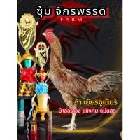 ราคา ไข่ไก่ชนพม่า เจ้าเยียร์จูเนียร์ ม้าล่อรำวง แข้งคม แม่นสุดๆ (40001362766)