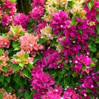 ราคา เฟื่องฟ้าสาวิตรี เฟื่องฟ้าแคระ, Bougainvillea, Paper flower (42362017174)