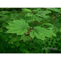 ราคา เมล็ด 5เมล็ด Acer Circinatum, Maple Circine เพื่อทิ้งเถากลม ข้าวโพด (22135341252)