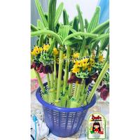 ราคา ไม้กฐินผ้าป่าต้นกล้วยลวดกำมะหยี่ (42468647979)