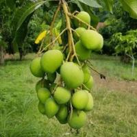 ราคา มะม่วงเบาสด มะม่วงเบาใต้จากพัทลุง เก็บสดตามออเดอร์ทุกวัน สินค้าเน่าเสียรับเคลมให้จ้า (1 กก.)ผลไม้ตามฤดูกาล (20026741397)