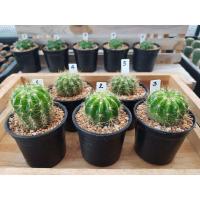ราคา ดาวล้อมเดือน แคคตัส (Echinopsis calochlora) (6156595458)