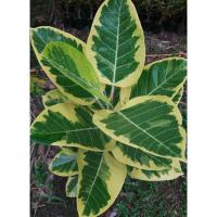 ราคา ต้นยางอินเดียด่างทองหรือต้นกร่างด่างเหลืองไม้มงคลไม้ฟอกอากาศขายพร้อมกระถาง6"รากแน่นๆ (53350976964)