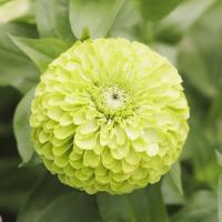 ราคา 100 เมล็ด ดอกบานชื่น บานชื่นหนู บานชื่นฝรั่ง กระดุม ดอกซ้อน Zinnia Seeds ดอกสีเขียว (40322570778)