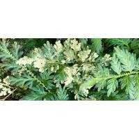 ราคา เฟิร์นกนกนารีสีฟ้าด่างBlue Spikemoss(Selaginella Uncinata)Variegated (21894462403)