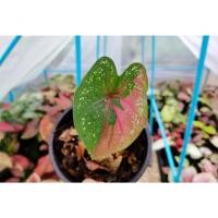 ราคา บอนสี นางไหม บอนสี caladium (10972064740)