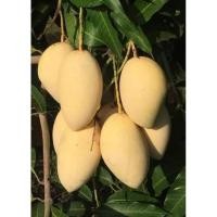 ราคา มะม่วงน้ำดอกไม้สีทอง คัดเกรด ผิวสวยสุกหอมหวานอร่อย ราคา1กก. (8135746766)