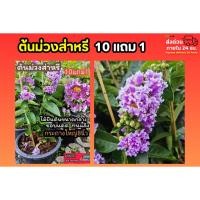 ราคา ต้นม่วงส่าหรี กระถาง 8 นิ้ว ดอกไม้สีม่วง ต้นกล้า พันธุ์ไม้ เพาะเมล็ด เมล็ดพันธุ์ ต้นไม้มงคล ผัก ผลไม้ ดิน ปุ๋ย กระถาง (51205488827)