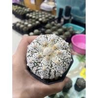 ราคา กระบองเพชร แคคตัส แอสโตรไฟตัม แอสทีเรียส ซุปเปอร์ คาบูโตะ วีไทป์ (cactus astrophytum asterias super kabuto v-type) (21668920794)