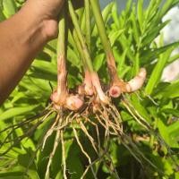 ราคา ข่า,ต้นข่าสด มีทั้งข่าอ่อนแก่ ต้นละ 10 บาท(แบบถอนติดราก) (18158906163)