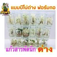 ราคา เนื้อเยื่อแบมบิโน่ด่างฟอร์มกอ Alocasia bambino variegated ไม้เนื้อเยื่อ อโลคาเซียแบมบิโน่ ไม้สวย ต้นแก้วสารพัดนึกด่าง (19082815322)
