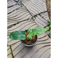 ราคา ฟิโลเดรนดอลลานเมฆ​ (พลูจีบ)​ (9390887842)